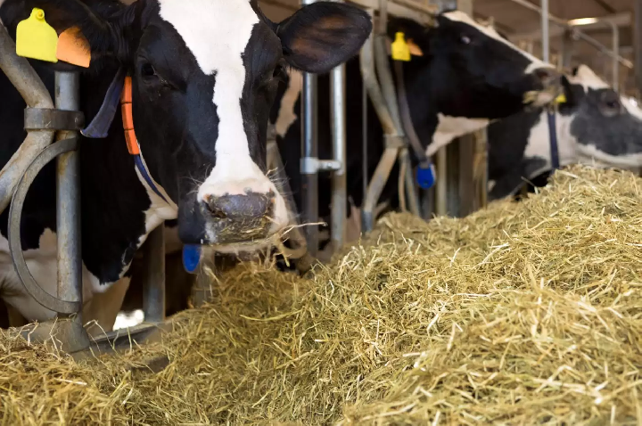 Agricultura movimenta 85% da economia de Tunápolis