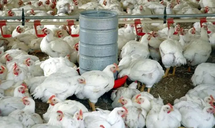 Agronegócio catarinense bate recordes com exportações de frango e suínos