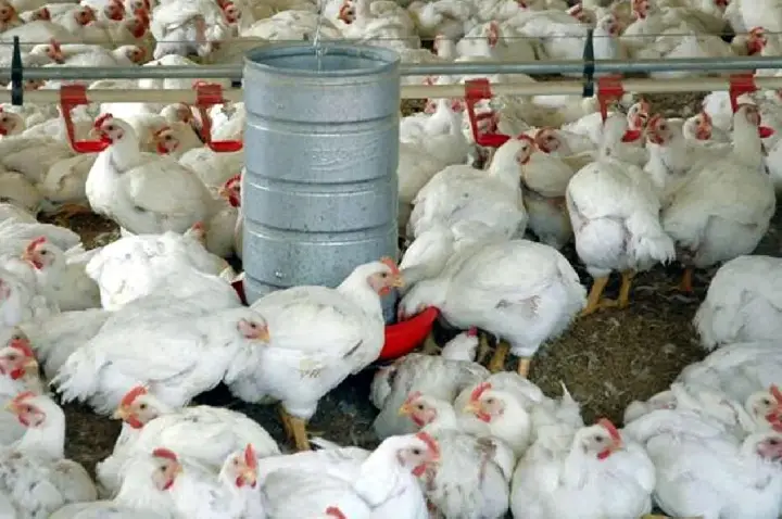 Agronegócio catarinense bate recordes com exportações de frango e suínos