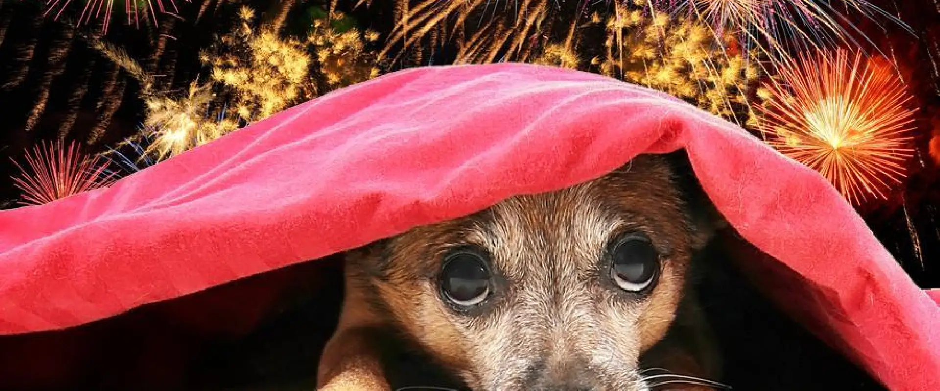 Deputados aprovam proibição de queima de fogos de artifício com estampido em SC