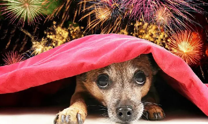 Deputados aprovam proibição de queima de fogos de artifício com estampido em SC