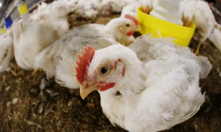 Primeiro foco de gripe aviária em granja comercial é confirmado no Brasil