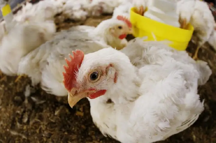 Primeiro foco de gripe aviária em granja comercial é confirmado no Brasil