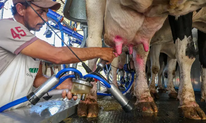 Santa Catarina renova medida para proteger indústria leiteira