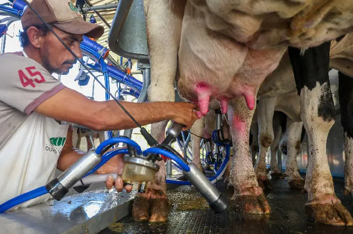 Santa Catarina renova medida para proteger indústria leiteira