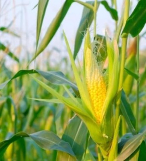 Escassez de milho em 2020 vai atrapalhar crescimento do agronegócio de SC.