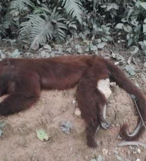 SC registra 64 mortes de macacos com suspeita de febre amarela em 20 dias.