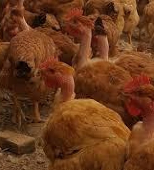 China tem surto de gripe aviária H5N1 e mais de 17 mil animais são sacrificados