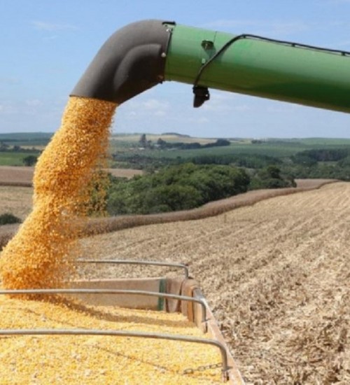 Estiagem afeta produção de milho e soja em Santa Catarina.