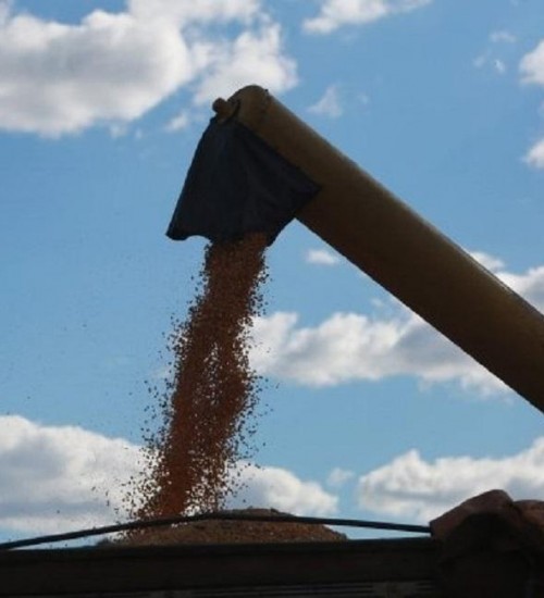Governo investirá R$ 18,6 milhões para aumentar produção de milho no Estado.