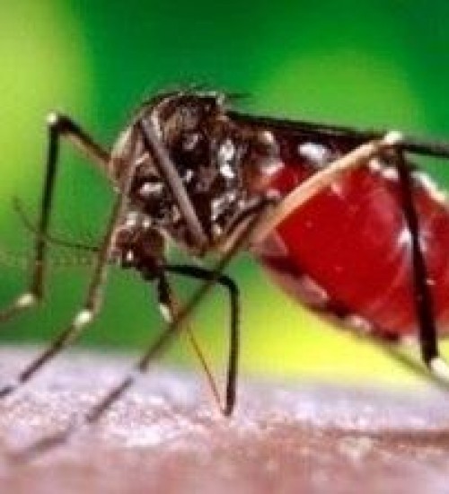 SC tem 35 casos de dengue e 99 municípios infestados pelo mosquito