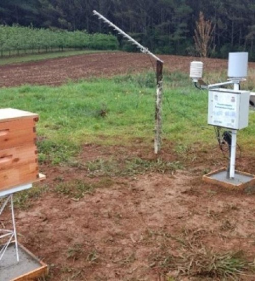 Monitoramento de colmeias em SC avalia impacto das mudanças climáticas na apicultura.