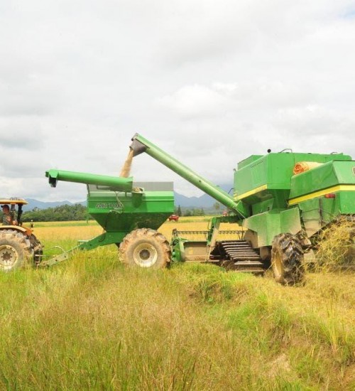 Safra do arroz deve atingir mais de 1,14 milhão de toneladas em Santa Catarina.