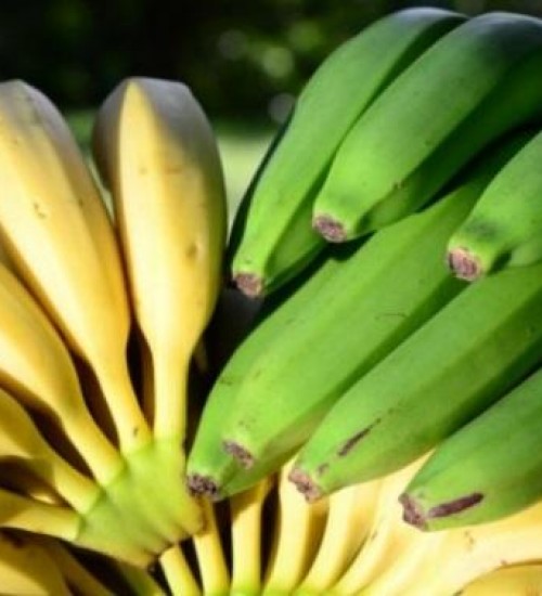 Frutas tropicais geram lucro em microclimas no Oeste Catarinense.