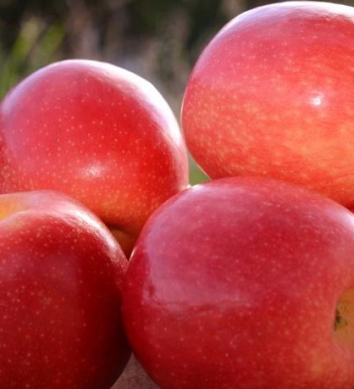 Preço da maçã e exportação de suínos em alta, aponta Boletim da Epagri/Cepa.