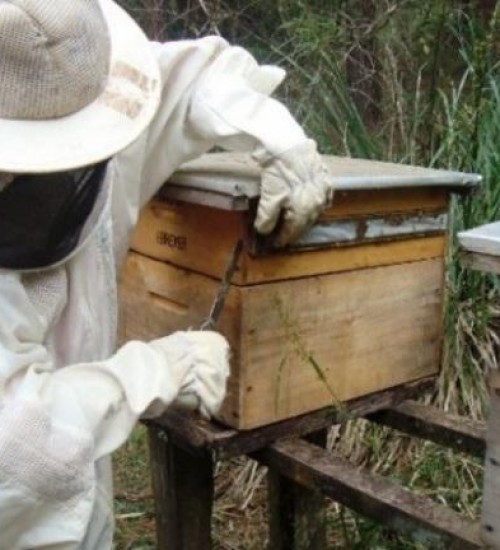 Safra catarinense de mel 2019/20 chega a 7,5 mil toneladas e supera anos anteriores.