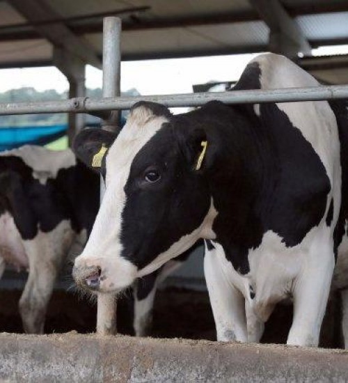 Santa Catarina amplia em 223,5% a produção de leite em 21 anos.