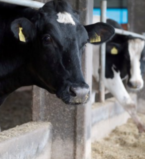 Santa Catarina mantém proibição de entrada de bovinos vindos de outros estados.