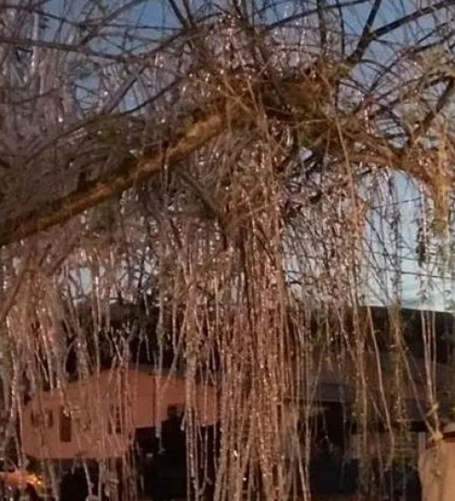 Cidade registra mínima de - 8 C e árvore fica congelada