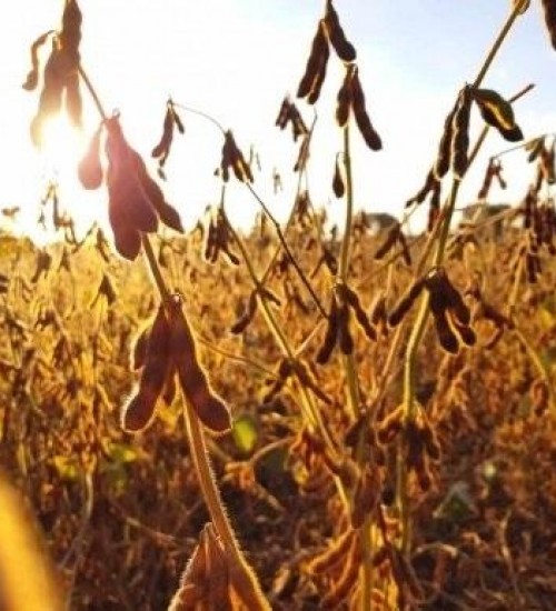 Em oito anos produção de soja cresce quase 44% em Santa Catarina.