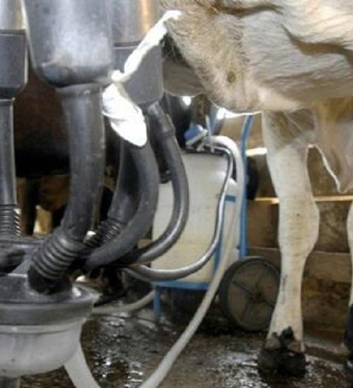 Preço médio do leite sobe mais de 16% e atinge valor recorde para o mês de julho.
