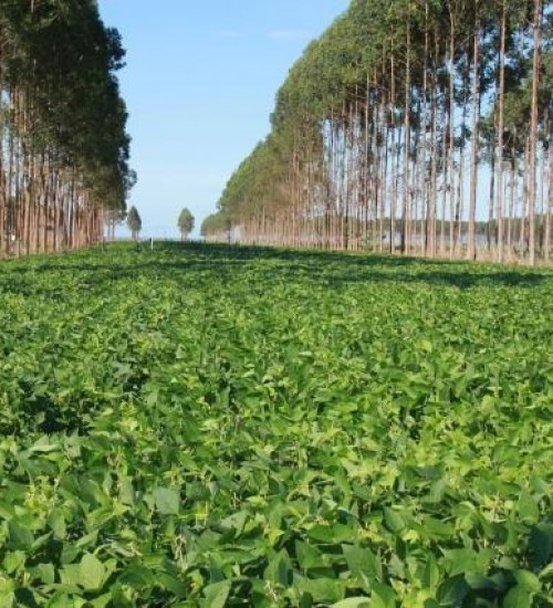 Decreto que institui a Cédula Verde é assinado por Bolsonaro; SC aumenta produtividade de milho.