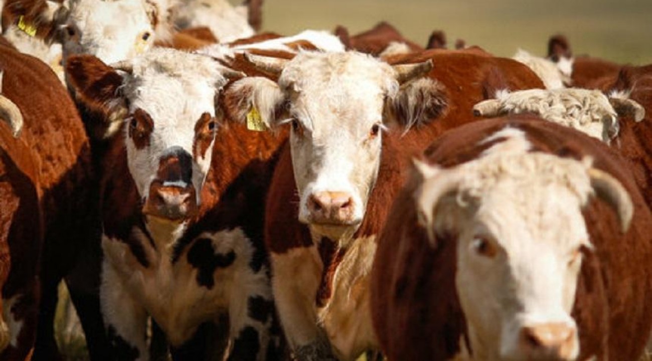 IBGE: abate de bovinos cai 10,8%, e o de suínos cresce 7% no terceiro trimestre.