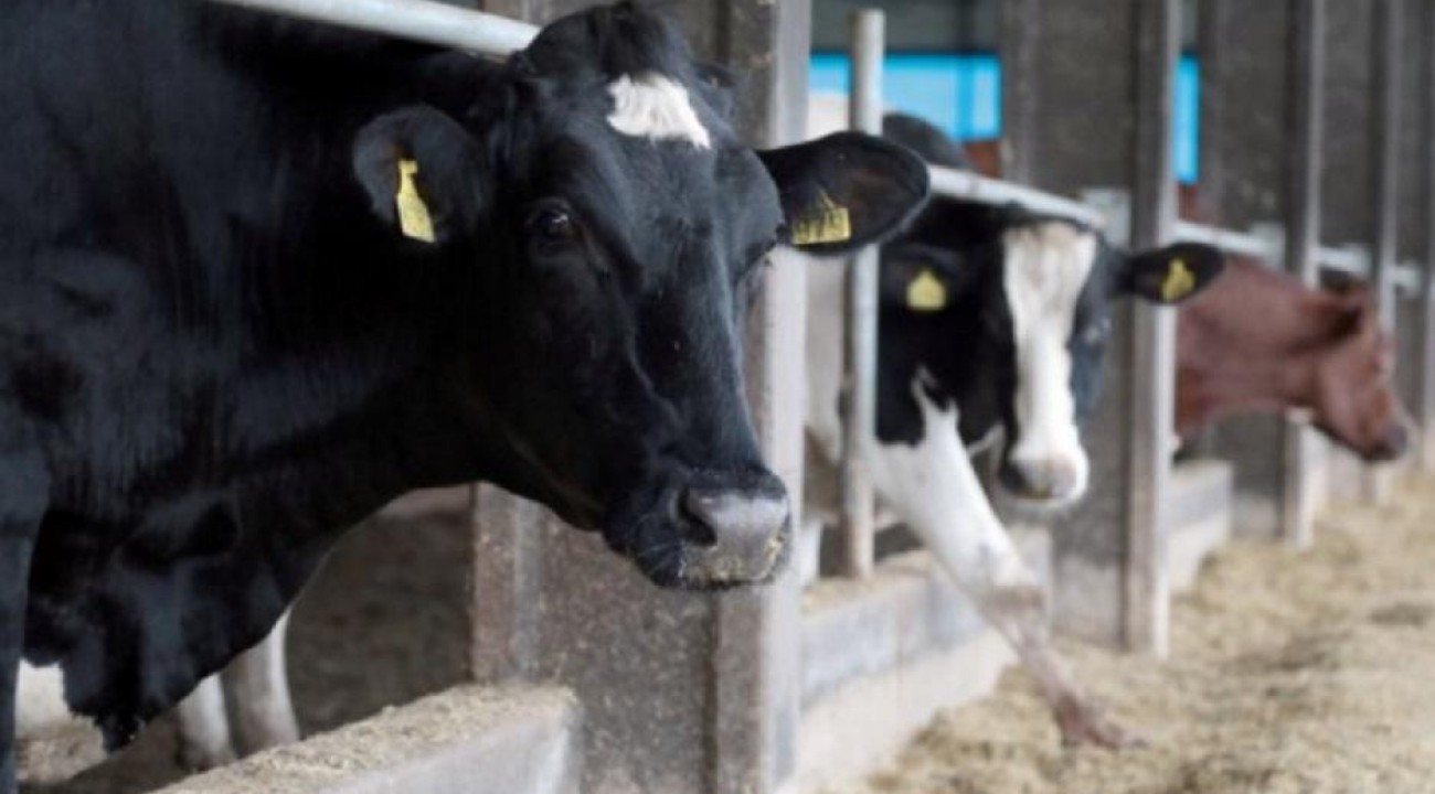 Governo do Estado investe R$ 10 milhões para apoiar bovinocultores.