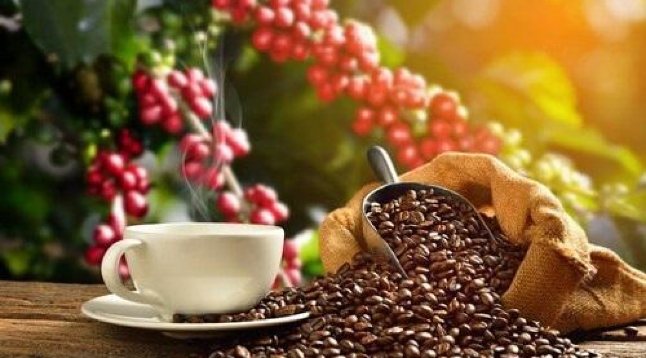 Produção de café tem previsão de crescimento de 5,6% na safra 2022, segundo Conab.