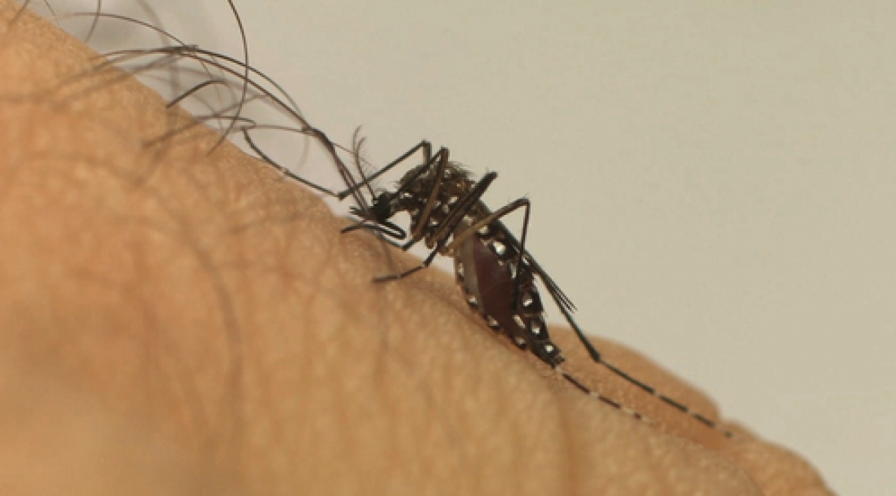 Ministério da Saúde lança a Campanha Nacional de Combate ao Aedes aegypti.