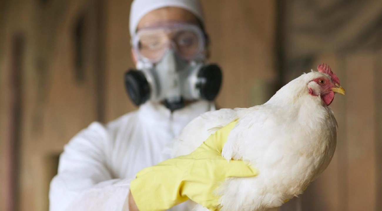 Santa Catarina confirma primeiro caso de gripe aviária; Governo reforça protocolos de contenção.