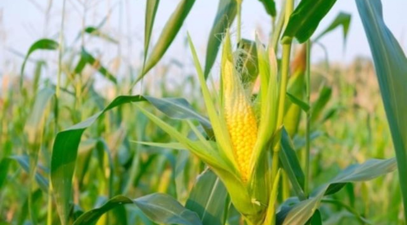 Escassez de milho em 2020 vai atrapalhar crescimento do agronegócio de SC.