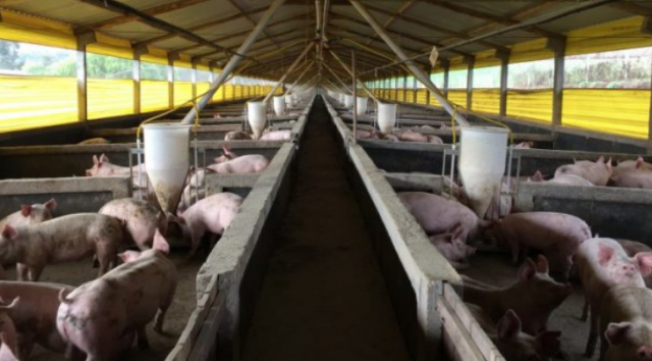 Exportações catarinenses de carne suína já superam o faturamento de 2018.