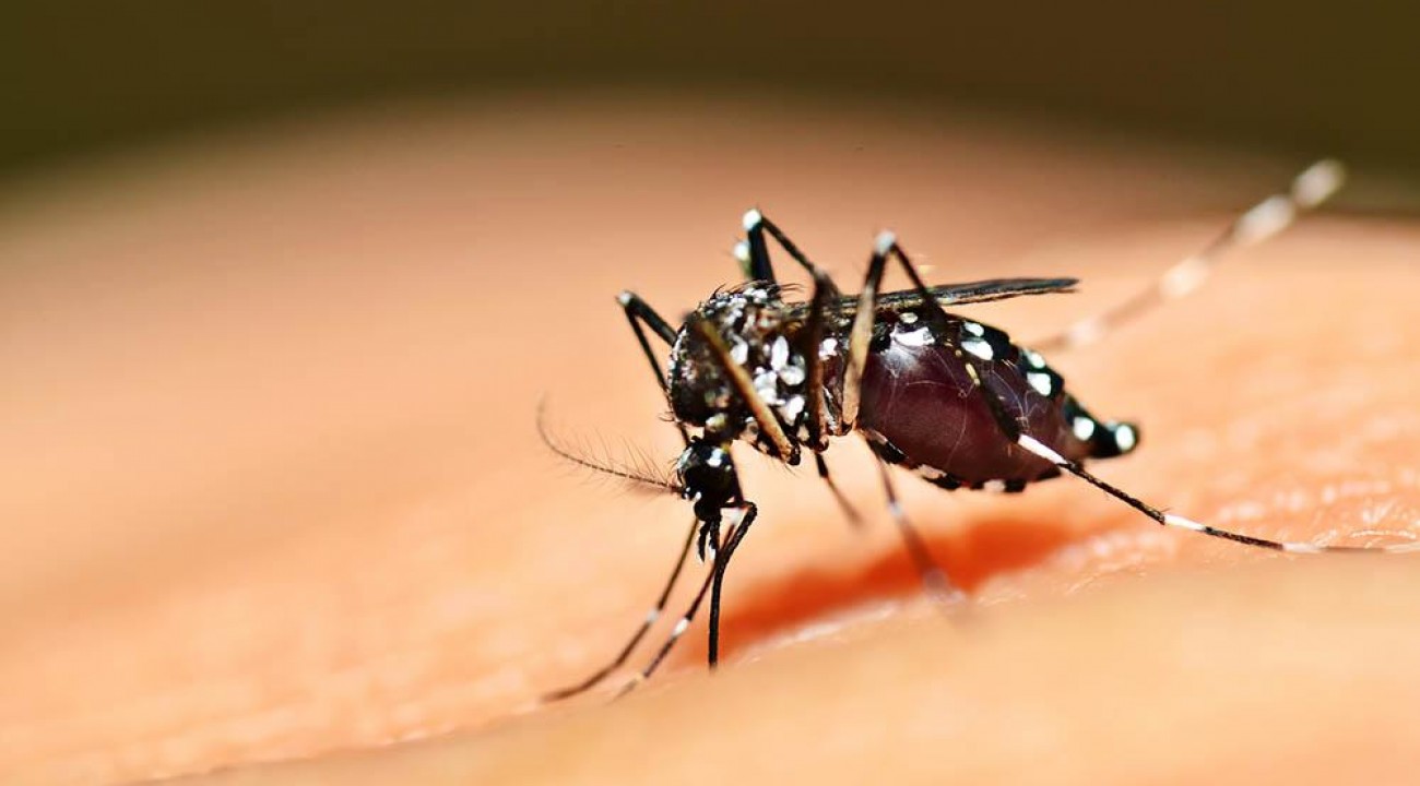 SC tem 11 municípios com alto risco de transmissão de dengue.