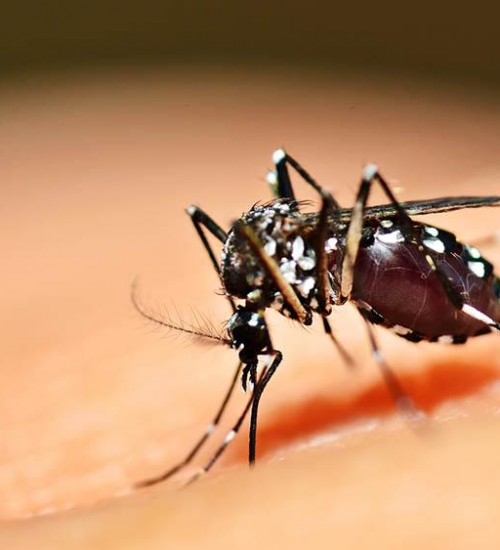 SC tem 11 municípios com alto risco de transmissão de dengue.