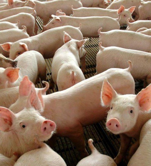 Exportação de carne suína bate recorde histórico.