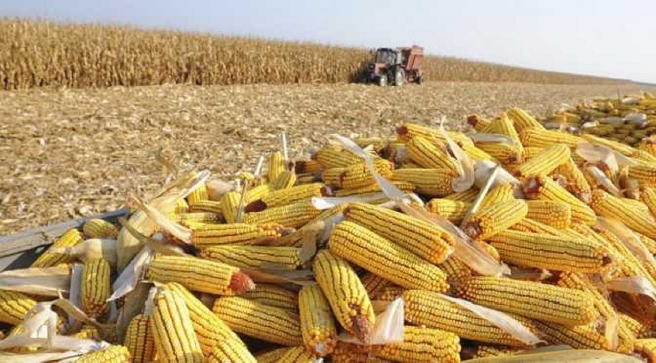 Preço do milho deve chegar a R$ 60 por saca em 2020, aponta consultoria.