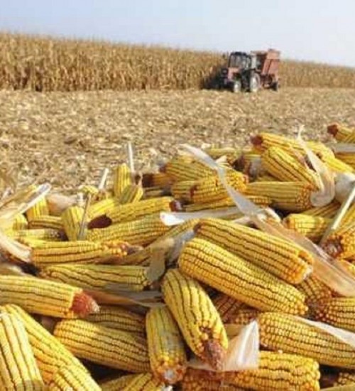 Preço do milho deve chegar a R$ 60 por saca em 2020, aponta consultoria.