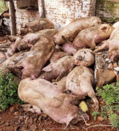 Raio atinge chiqueiro e mata mais de 30 suínos.