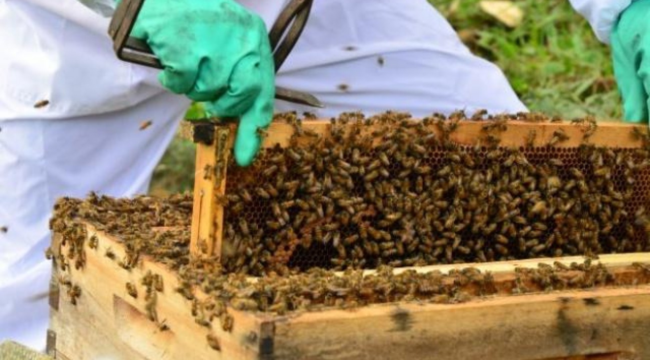 Secretaria da Agricultura alerta para cadastramento obrigatório de apicultores em Santa Catarina.