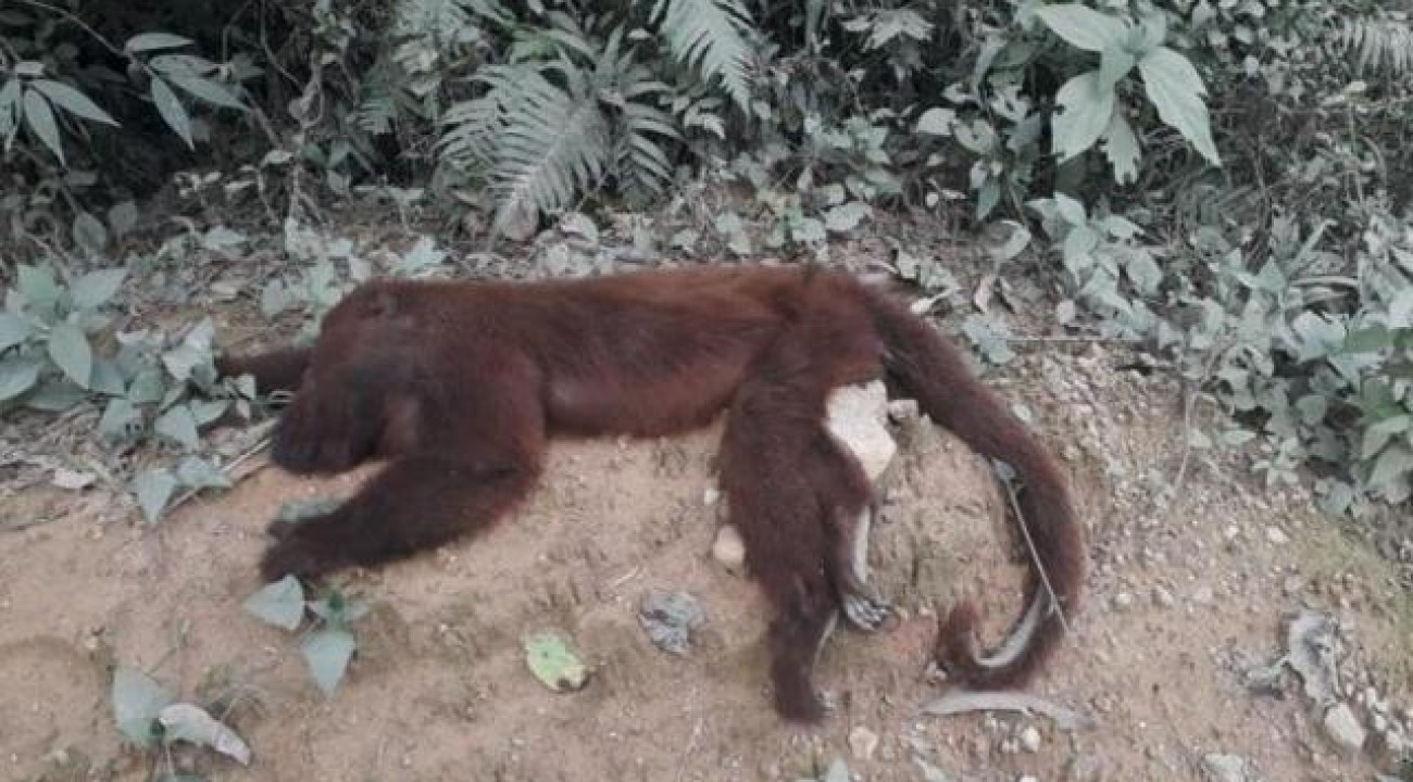 SC registra 64 mortes de macacos com suspeita de febre amarela em 20 dias.