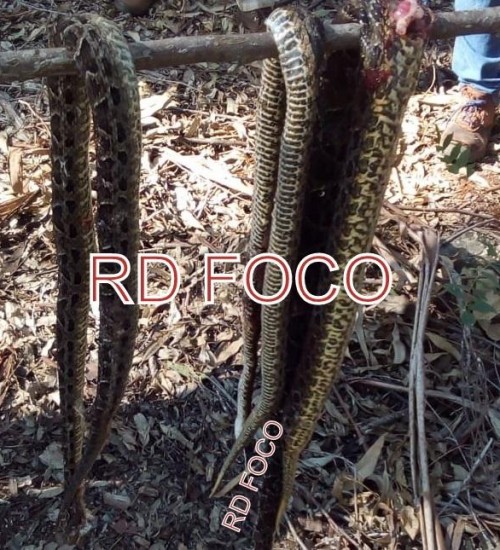 Agricultor é atacado por três cobras Jararacuçu em Redentora.