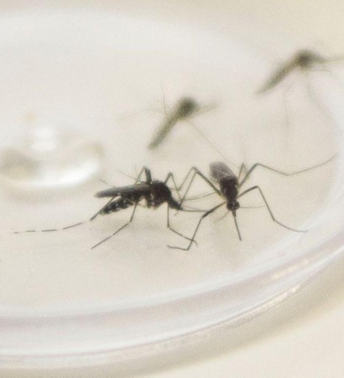 Duas cidades do Oeste estão com epidemia de dengue.