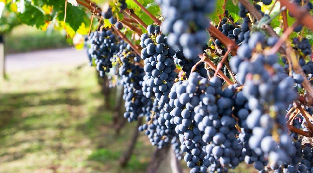 Pesquisadores testam novas espécies para reduzir custos na produção de uvas e vinhos.