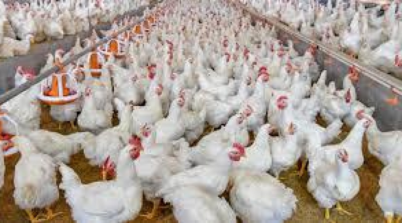 Abate de frangos cresce no país no primeiro trimestre.