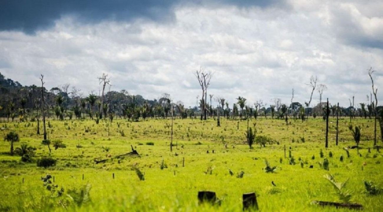 Bolsonaro autoriza uso das Forças Armadas no combate ao desmatamento.