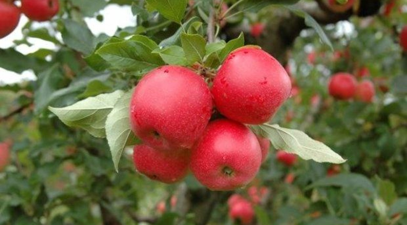 Epagri seleciona interessados em produzir mudas de novos cultivares de maçã.