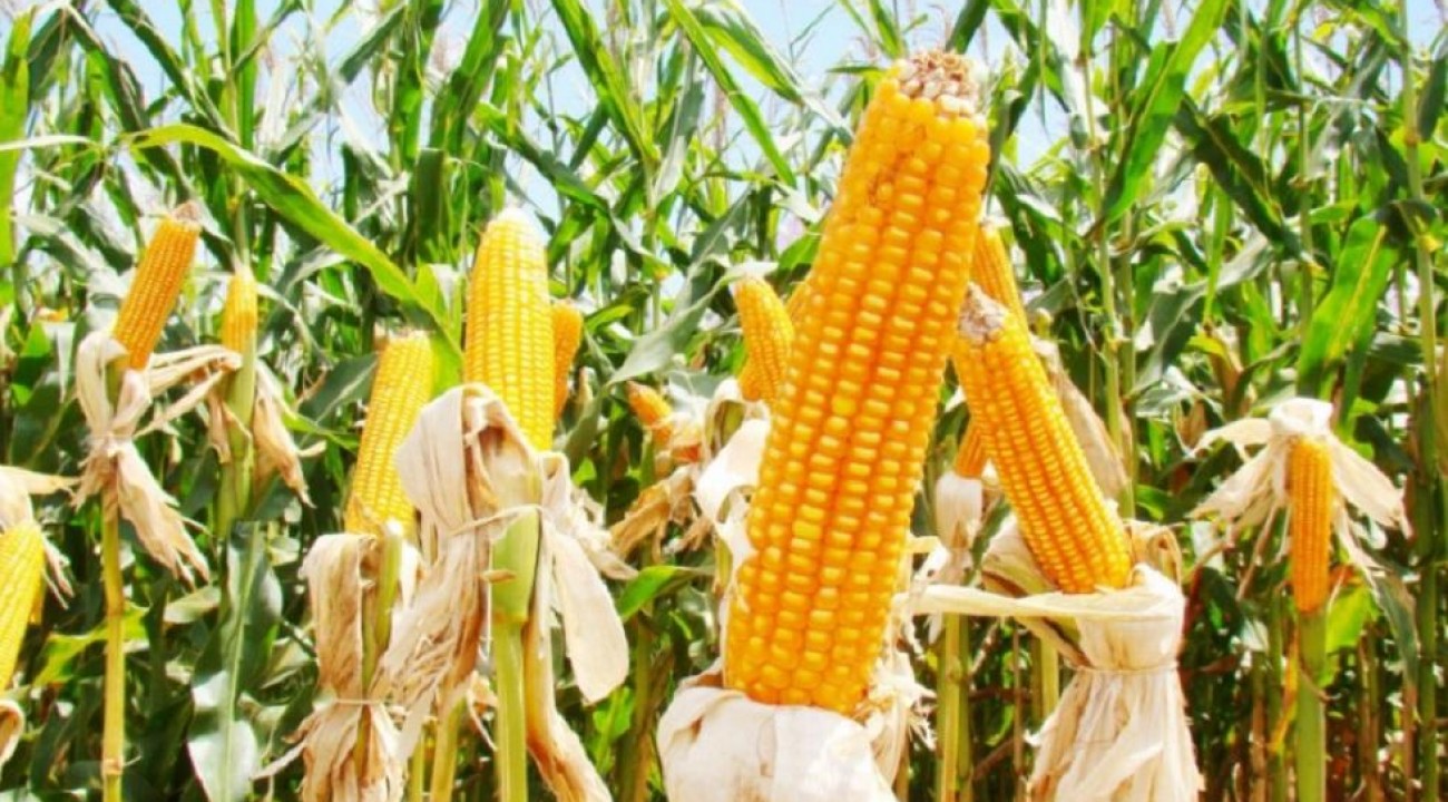 Governo do Estado antecipa programa troca-troca de milho.