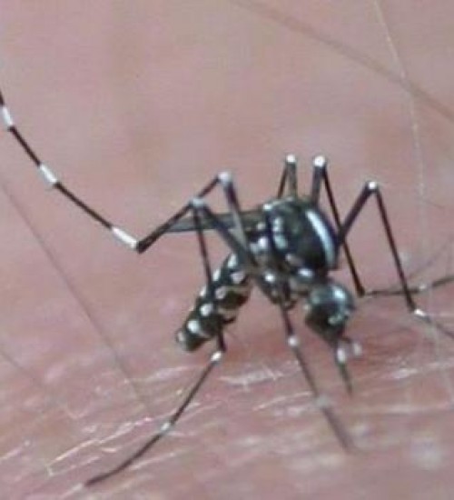 Nova linhagem do zika está em circulação com risco de epidemia.