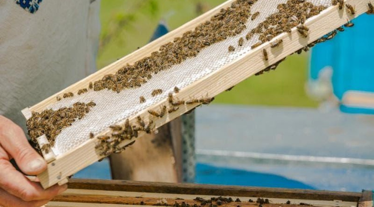 Potencial da apicultura no oeste de SC chama atenção de empresas.